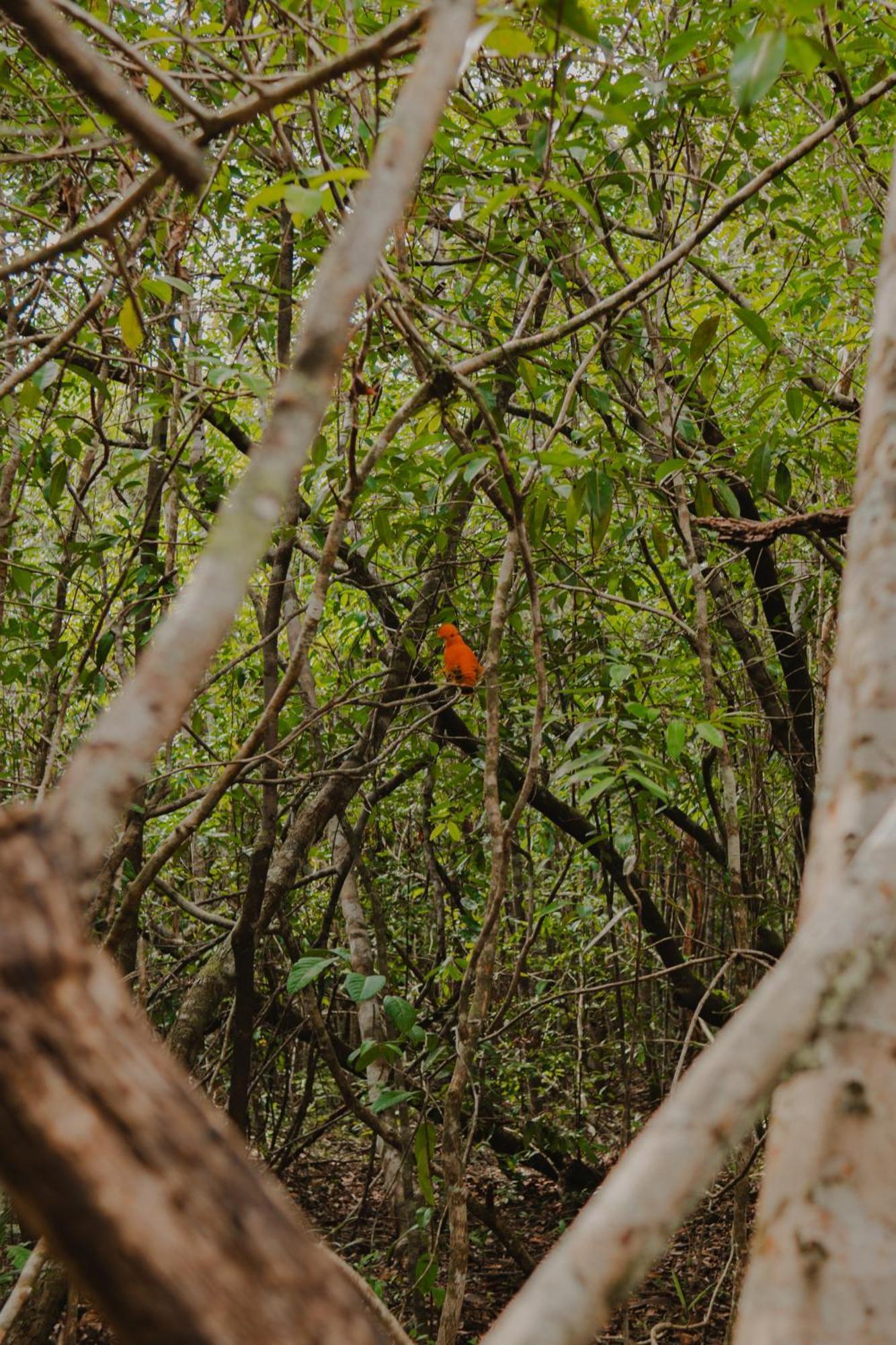 Aldeia Mari-Mari Amazon Lodge Presidente Figueiredo Esterno foto